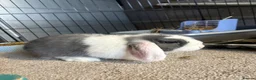 Mini Lop rabbits for sale: 2 x Male Mini Lops in Swansea - Advert 4