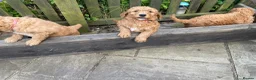 Mixed Breed dogs for sale: Red Australian labradoodle  in Caerphilly - Advert 2
