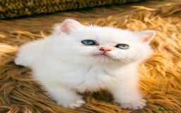 British Shorthair cats for sale: BSH Champion bloodlines TICA Kittens in Bedford - Image 6