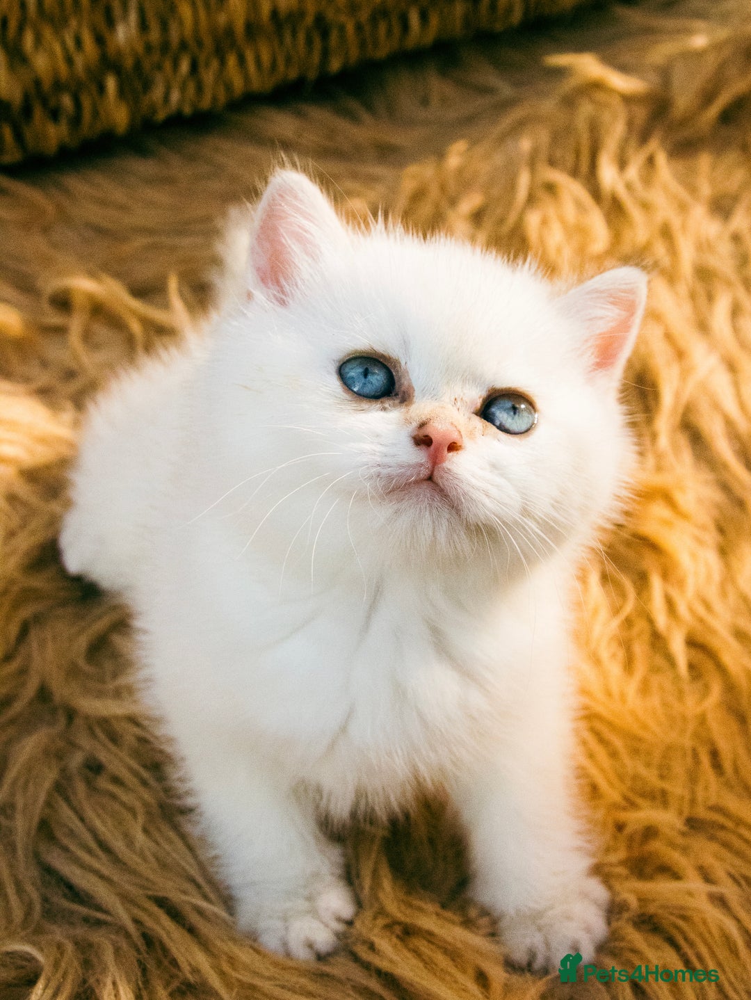 British Shorthair cats for sale: BSH Champion bloodlines TICA Kittens in Bedford - Image 6