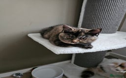British Shorthair cats for sale: Gorgeous Tortie ✨ Rabies Vax ✅🌎✈️ - Image 11