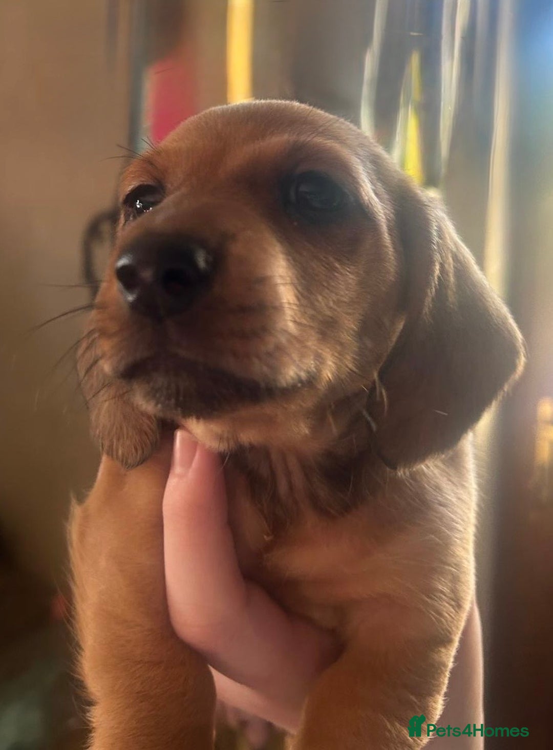 Miniature Dachshund dogs for sale: Miniature Dachshund pups - Advert 2