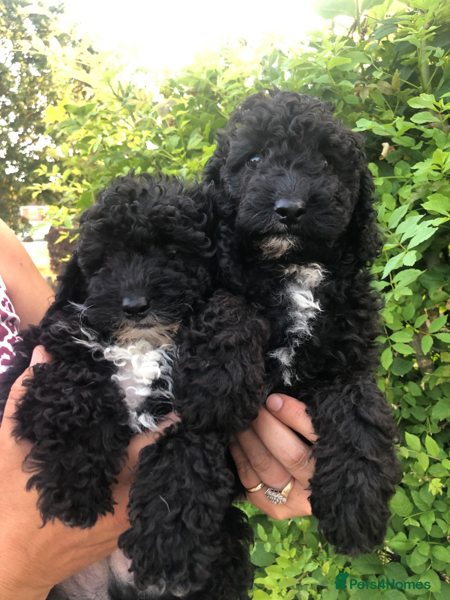 Miniature Poodle dogs Purebred Miniature 🐩 poodles  - Advert 10