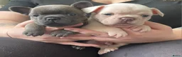 French Bulldog dogs for sale: Beautiful KC French Bulldog Puppies - Advert 4