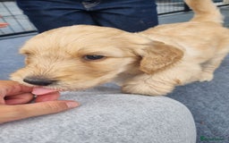 Labradoodle dogs for sale: F1b Labradoodle puppies - Image 18