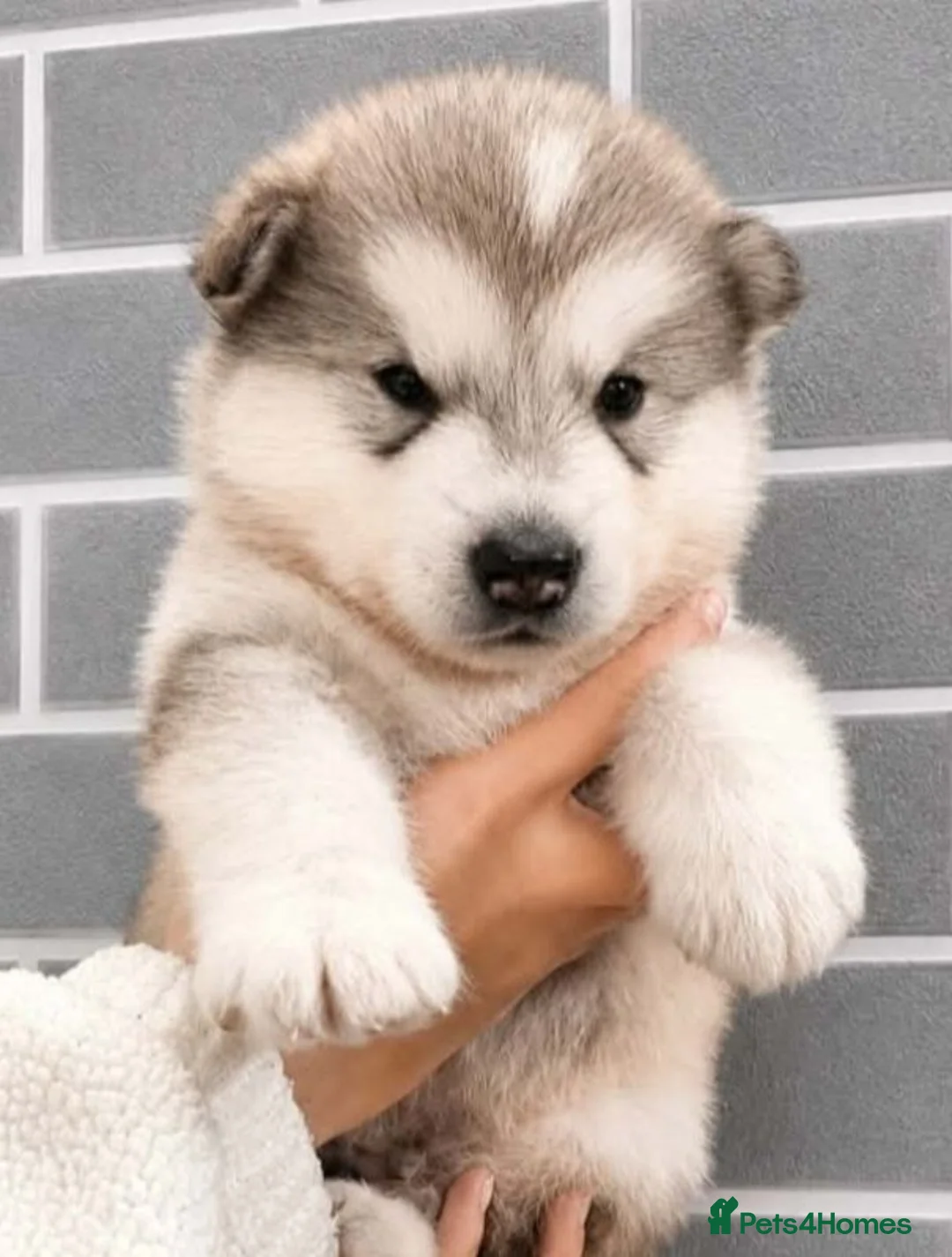Alaskan Malamute dogs for sale: Top class alaskan malamutes  in Aberdare - Advert 3