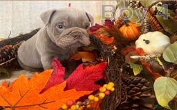 English Bulldog dogs for sale: Isabella and tri English bulldog puppy’s  - Image 4