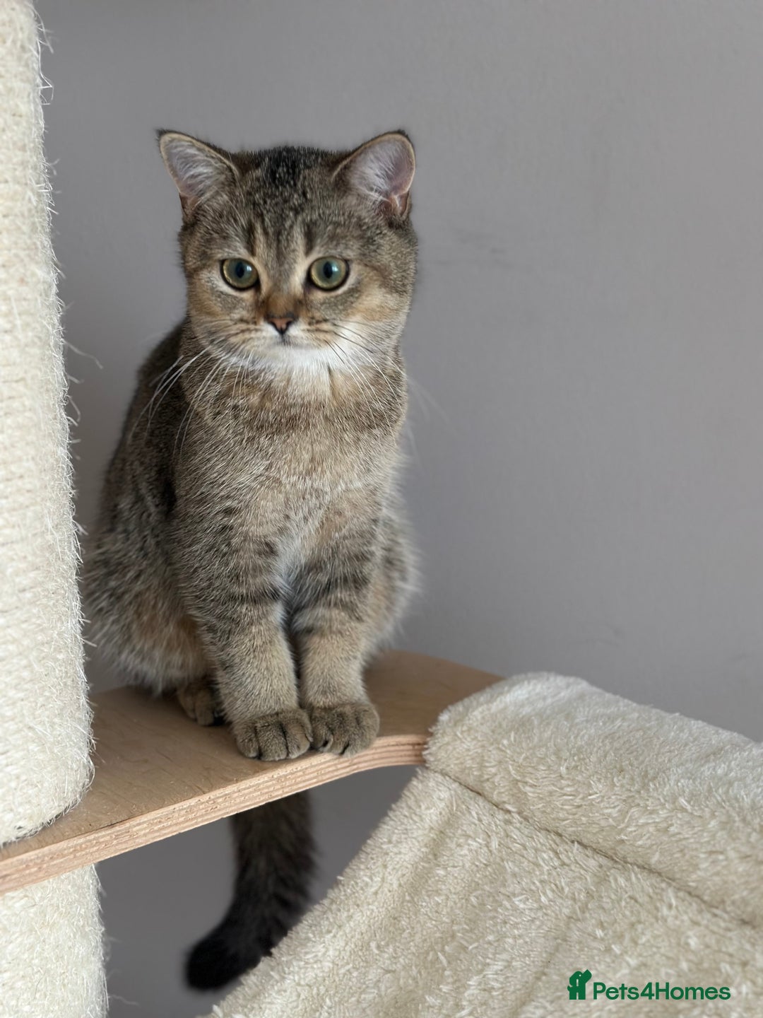 British Shorthair cats for sale: BSH Golden kittens  - Image 36