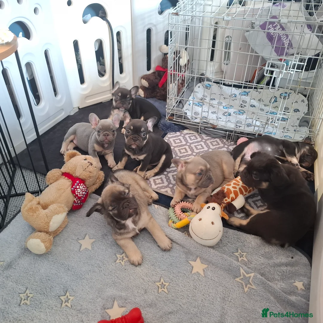 French Bulldog dogs for sale: Exotic coloured visual fluffy frenchies  - Advert 1