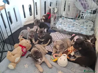 French Bulldog dogs Exotic coloured visual fluffy frenchies - Advert 15