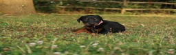 Dobermann dogs for sale: Quality European Dobermann Puppies - 2 Remaining - Advert 23