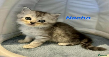 Persian cats - Advert 2