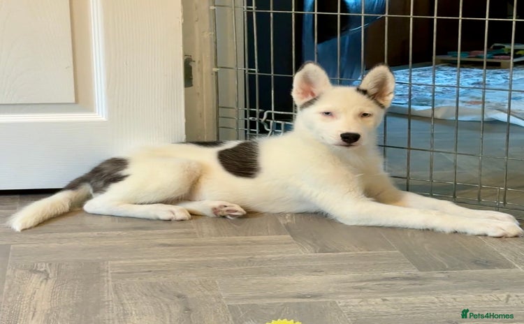 Siberian Husky dogs - Advert 1