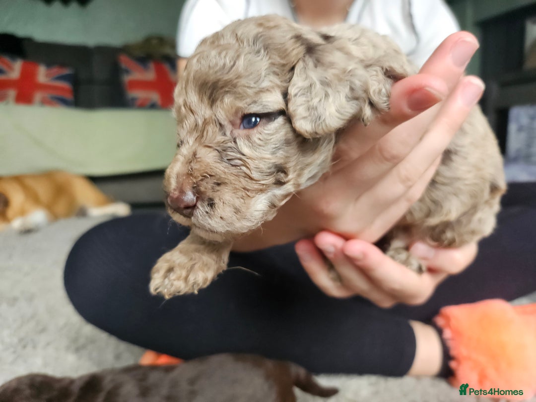 Cockapoo dogs for sale: Cockapoo puppies - Image 25
