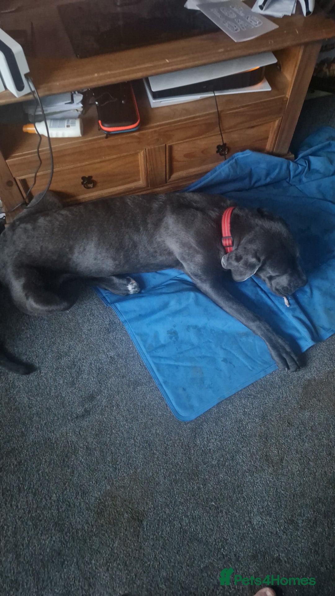 Cane Corso dogs for sale: Blue Cane corso - Image 3