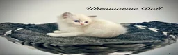 Ragdoll cats for sale: Last three ragdoll kittens! Don’t miss out! - Advert 10