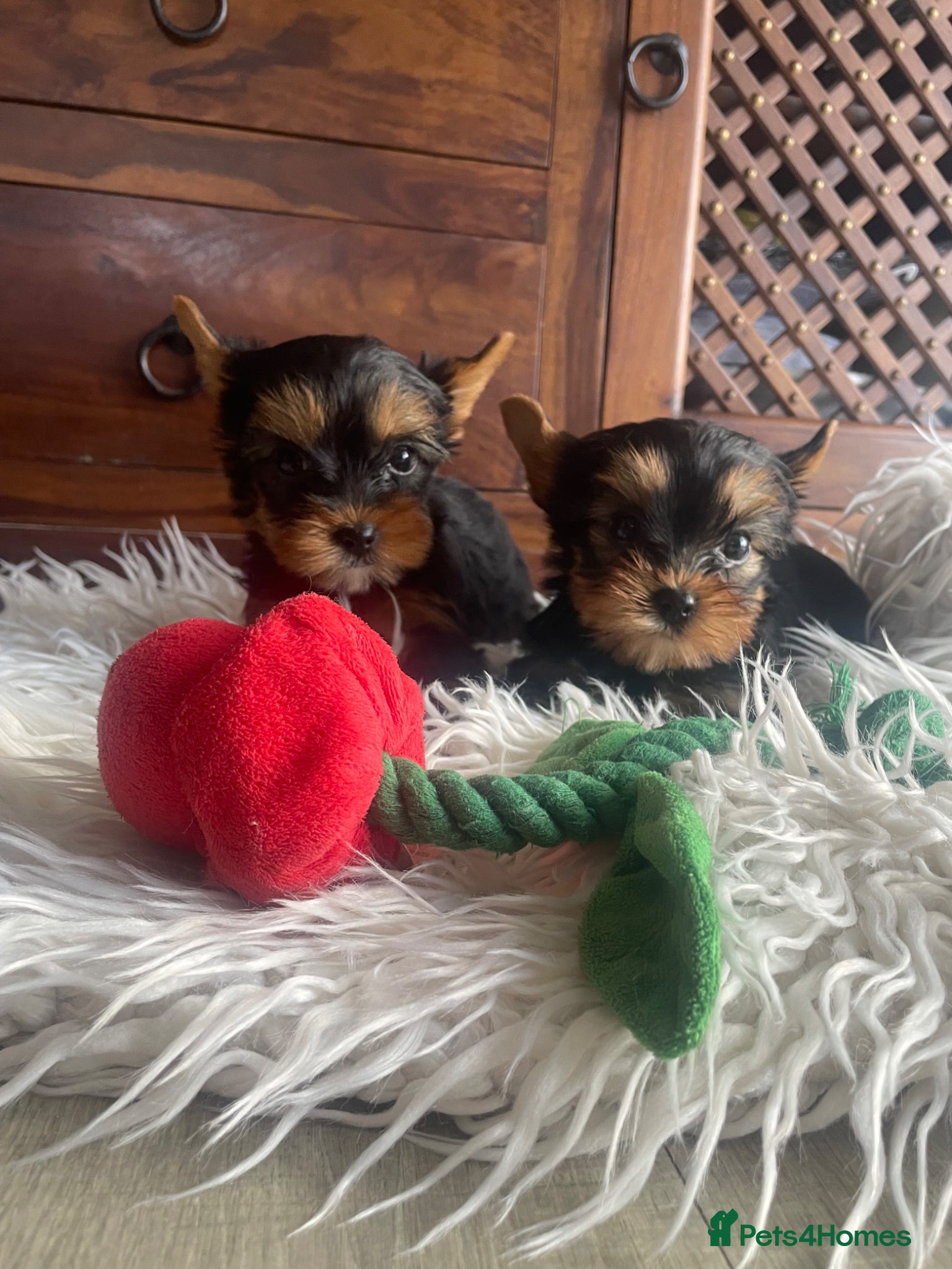 Yorkshire Terrier dogs Adorable KC Yorkies – Last Girl & Boy ❤️ - Advert 11