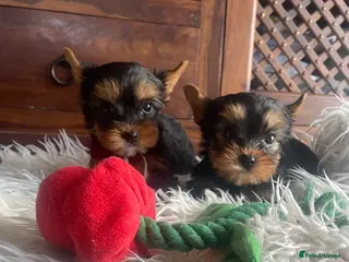 Yorkshire Terrier dogs Adorable KC Yorkies – Last Girl & Boy ❤️ - Advert 11