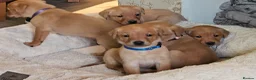 Labrador Retriever dogs for sale: Beautiful Fox Red Labrador Retriever Puppies - Advert 5