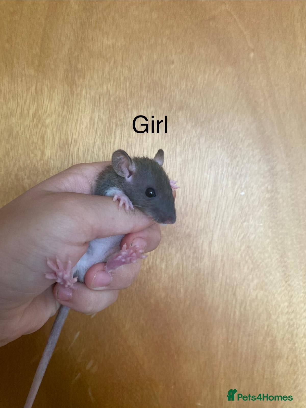 Rat rodents for sale: Mixed sexed baby rats in Chelmsford - Advert 35