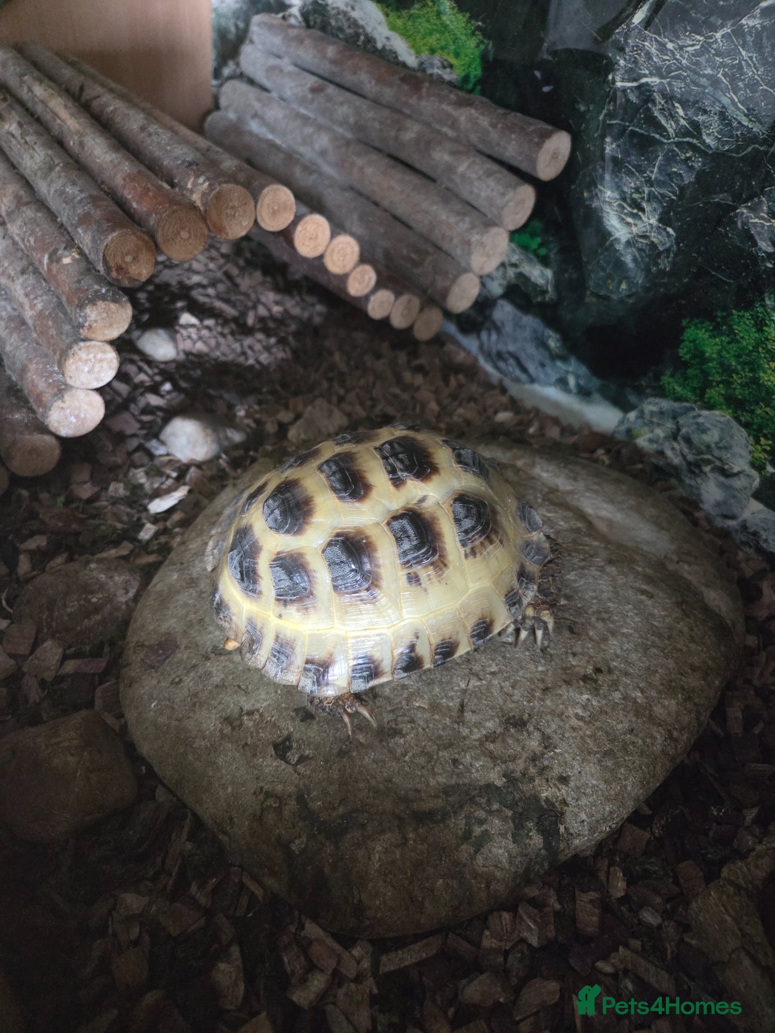 Tortoise reptiles Horsefield tortoise  - Advert 1