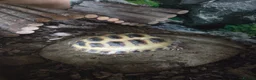 Tortoise reptiles for sale: Horsefield tortoise  in Peterculter - Advert 1