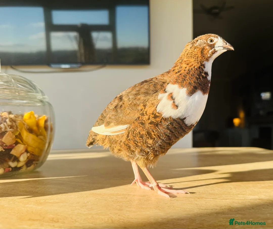 Quail poultry for sale: Pure Blue Celadon Coturnix Quail eggs  - Advert 4