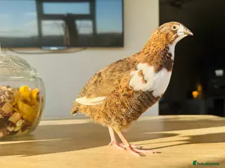 Quail poultry Celadon Coturnix Quail - Advert 13