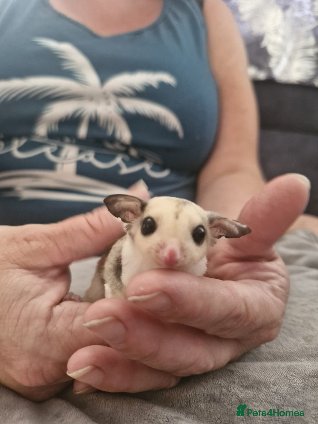 Sugar Glider rodents for sale: Breeding pair of  sugar gliders ready 13th sept   - Image 29