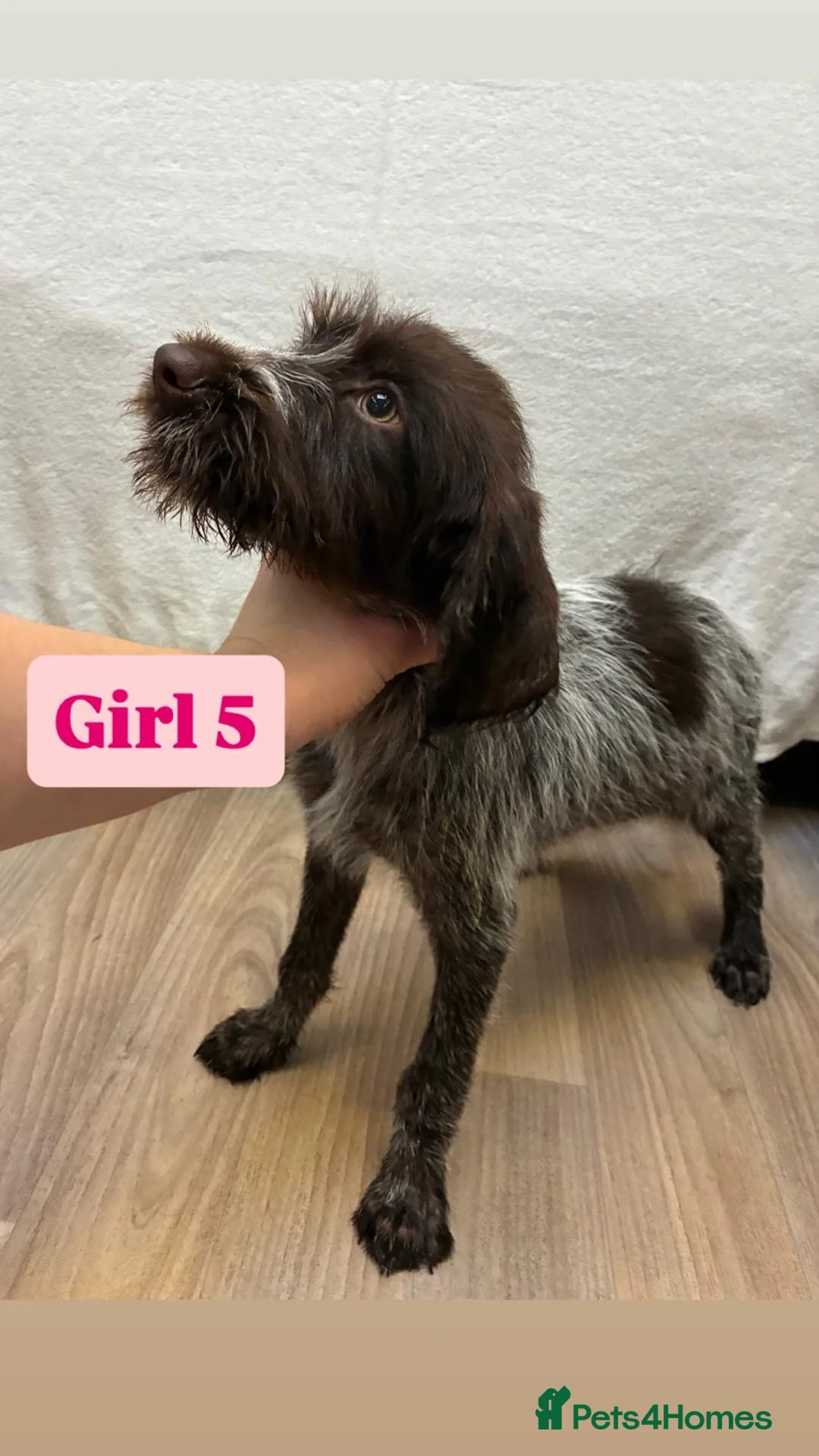 German Wirehaired Pointer dogs for sale: German wire hair pointers for sale - Advert 32