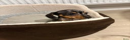 Miniature Dachshund dogs for sale: READY TO LEAVE KC Pedigree Miniature dachshunds - Advert 25