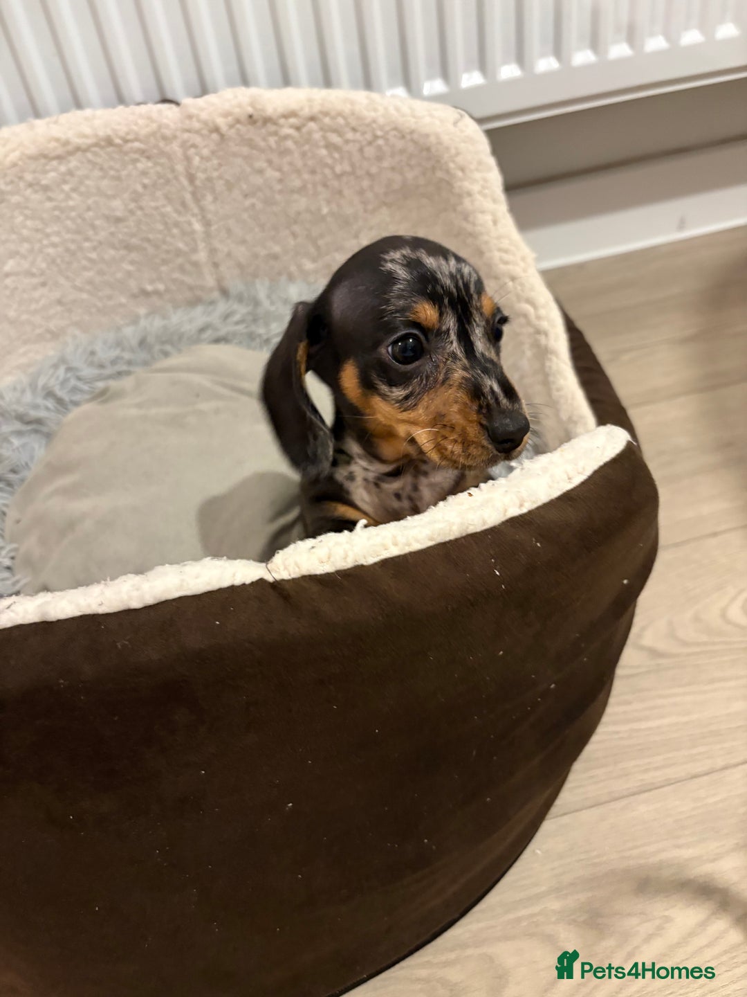 Miniature Dachshund dogs for sale: READY TO LEAVE KC Pedigree Miniature dachshunds - Advert 25