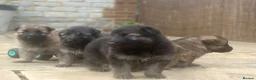 German Shepherd dogs for sale: Stunning German Shepherd puppies for sale  in Templecombe - Advert 6