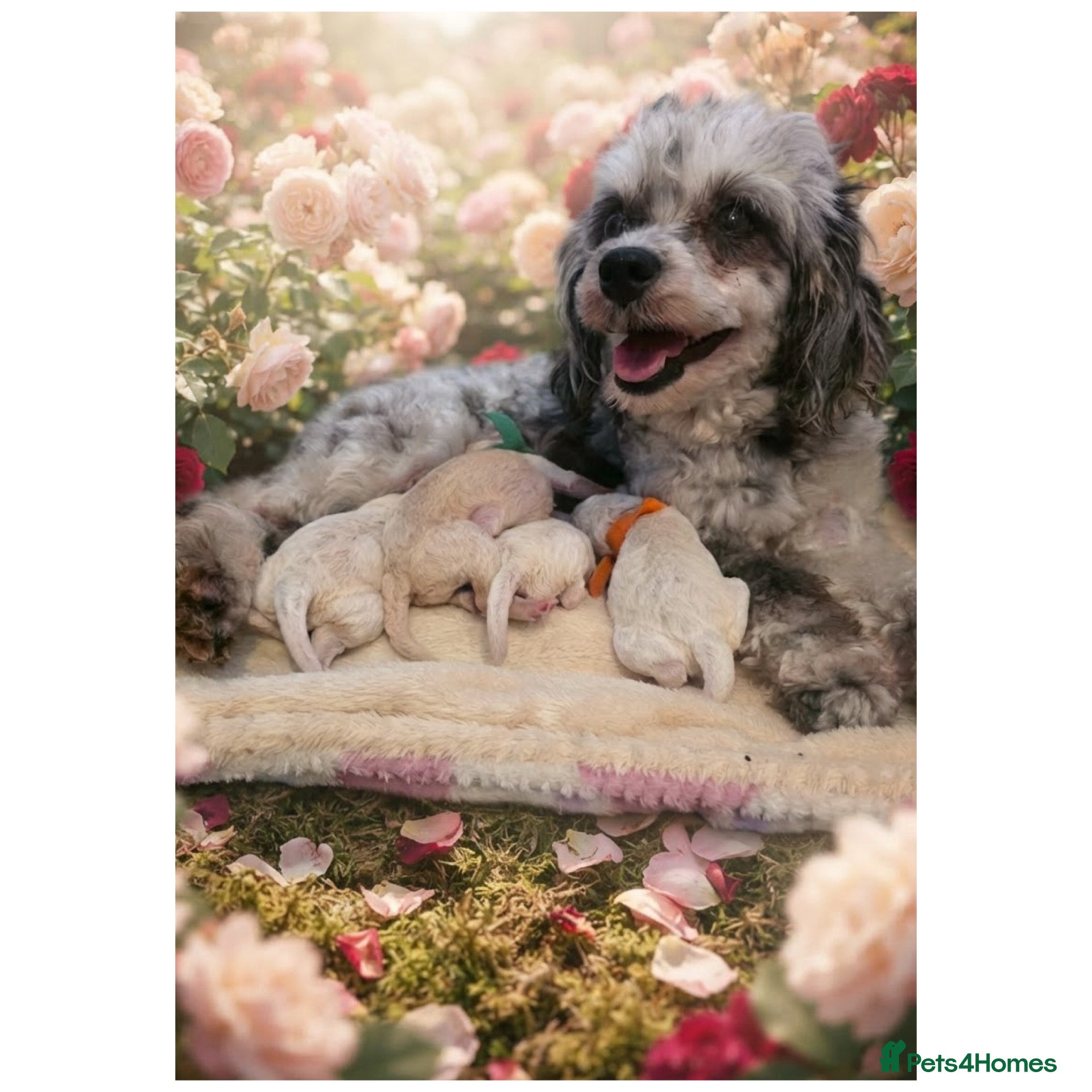 Maltipoo dogs Stunning maltipoos 💖 - Advert 1
