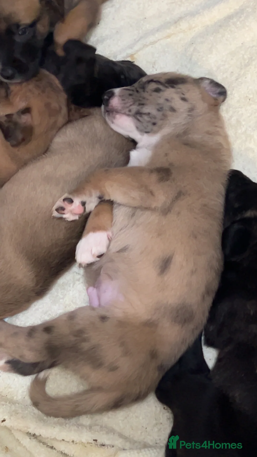 Mixed Breed dogs for sale: Catahoula leopard dog cross with Belgium Malinois  - Advert 2