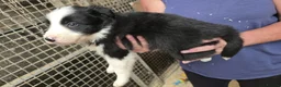 Border Collie dogs for sale: Rough coated black and white border collies pups - Advert 8