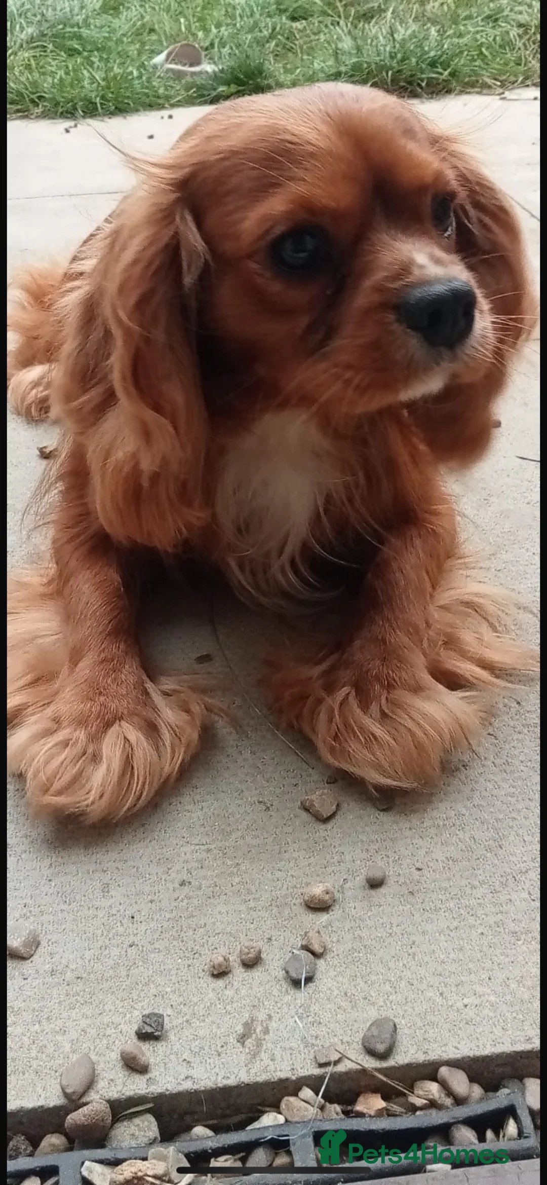 Cavalier King Charles Spaniel dogs for sale: Beautiful Cavalier King Charles Spaniel Puppies in Newark - Advert 14