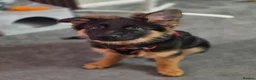 German Shepherd dogs for sale: Gorgeous KC Registered Male German Shepherd - Advert 9