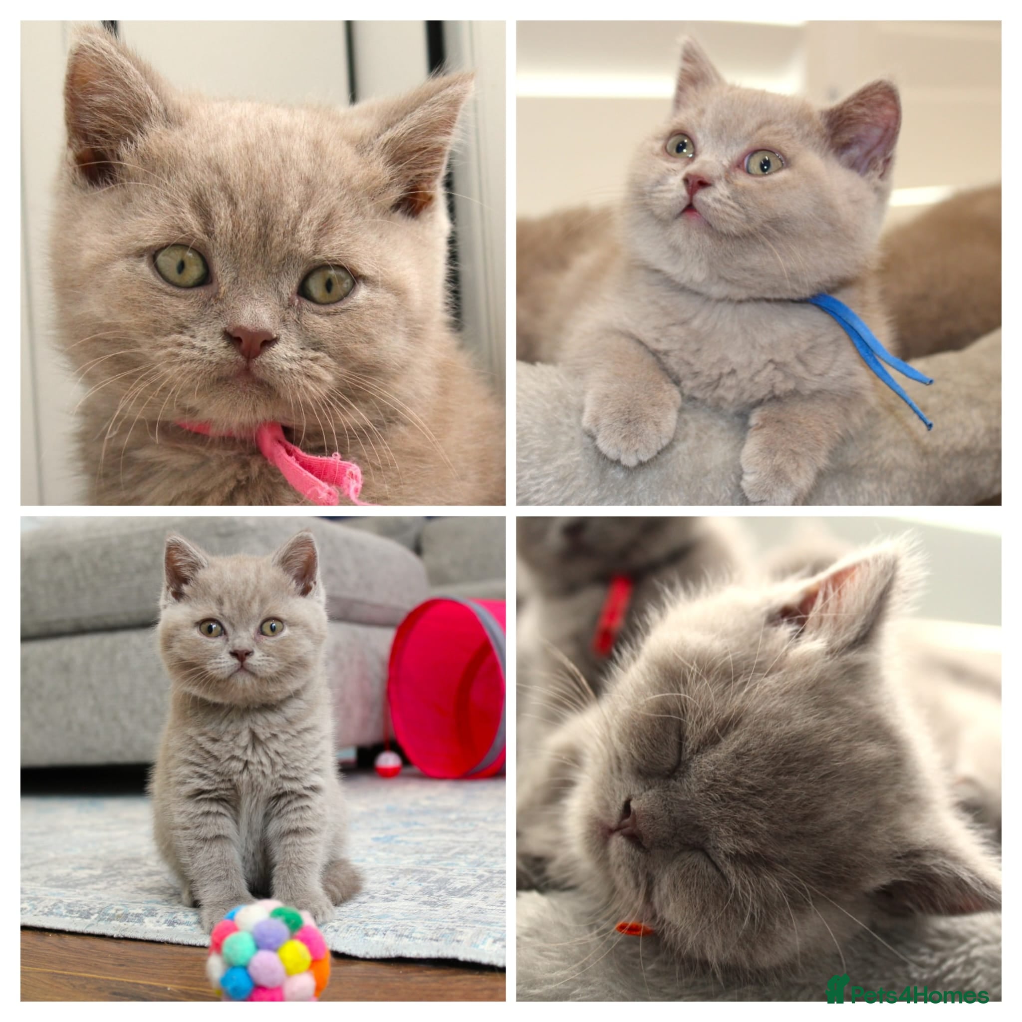 British Shorthair cats Beautiful Pure Breed ✨ British Shorthair Kittens ⭐ - Advert 1