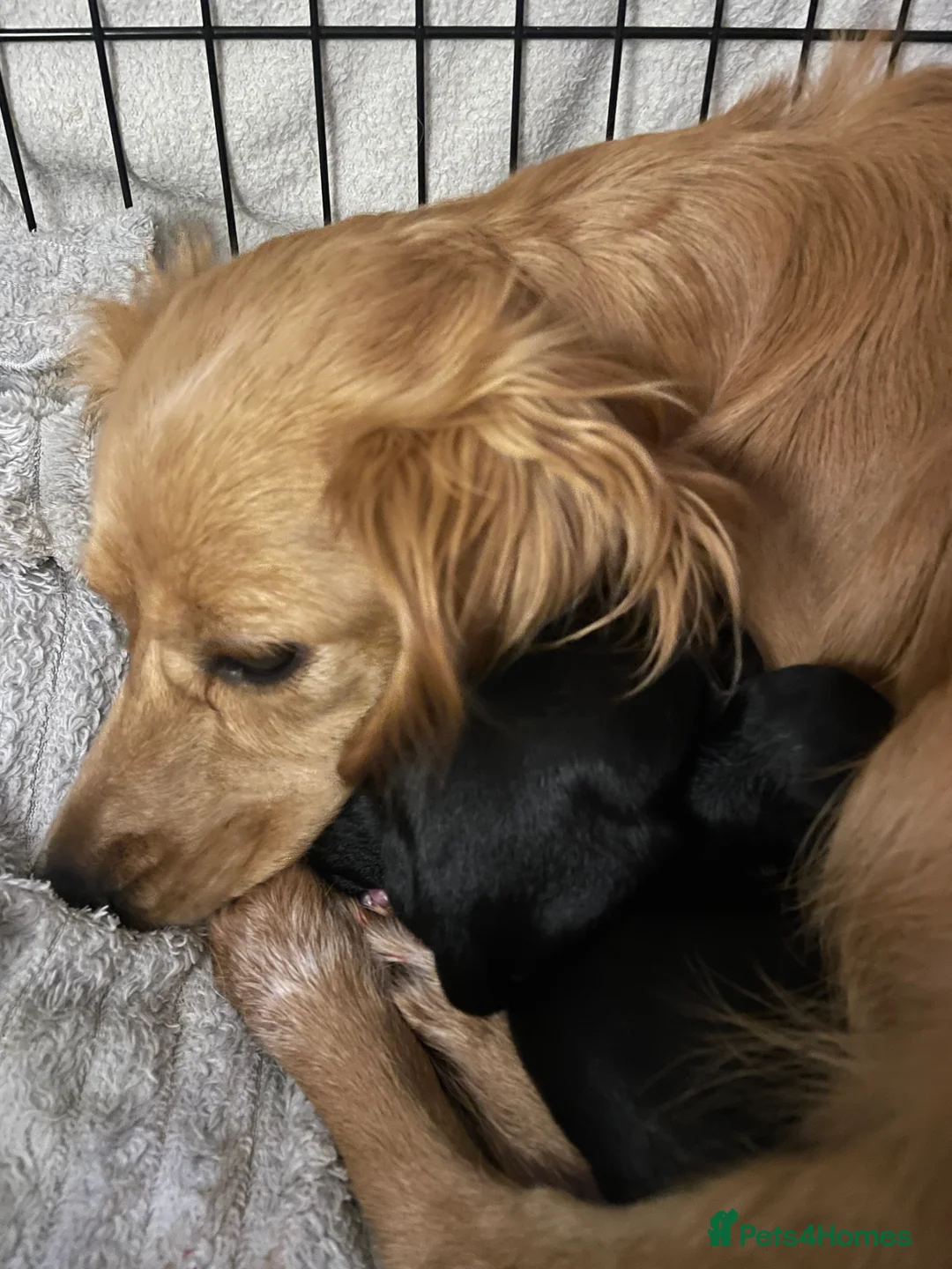 Cavapoo dogs for sale: Beautiful Cavapoo puppies for sale  - Advert 19