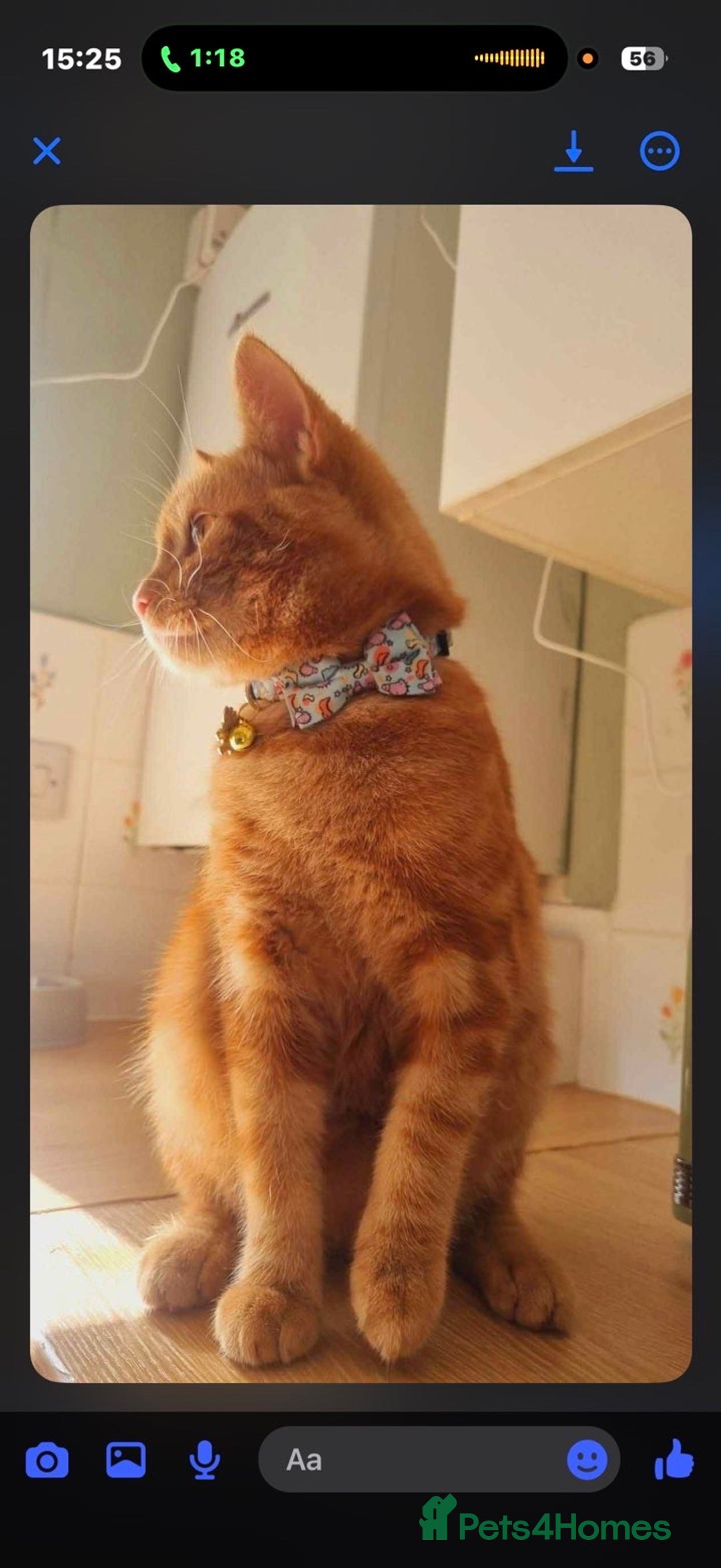 British Shorthair cats for sale: 1 year old male cat -cheddar - Advert 4