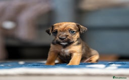 Mixed Breed dogs for sale: 6 Lakeland Cross Puppies for Sale - Image 9