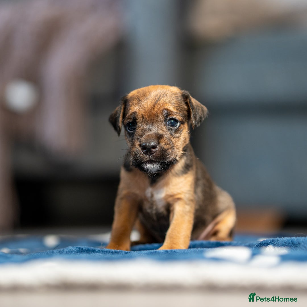 Mixed Breed dogs for sale: 6 Lakeland Cross Puppies for Sale - Image 9