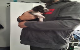 Mixed Breed dogs for sale: Frenchie chihuahua ( bullhuahua) - Image 12