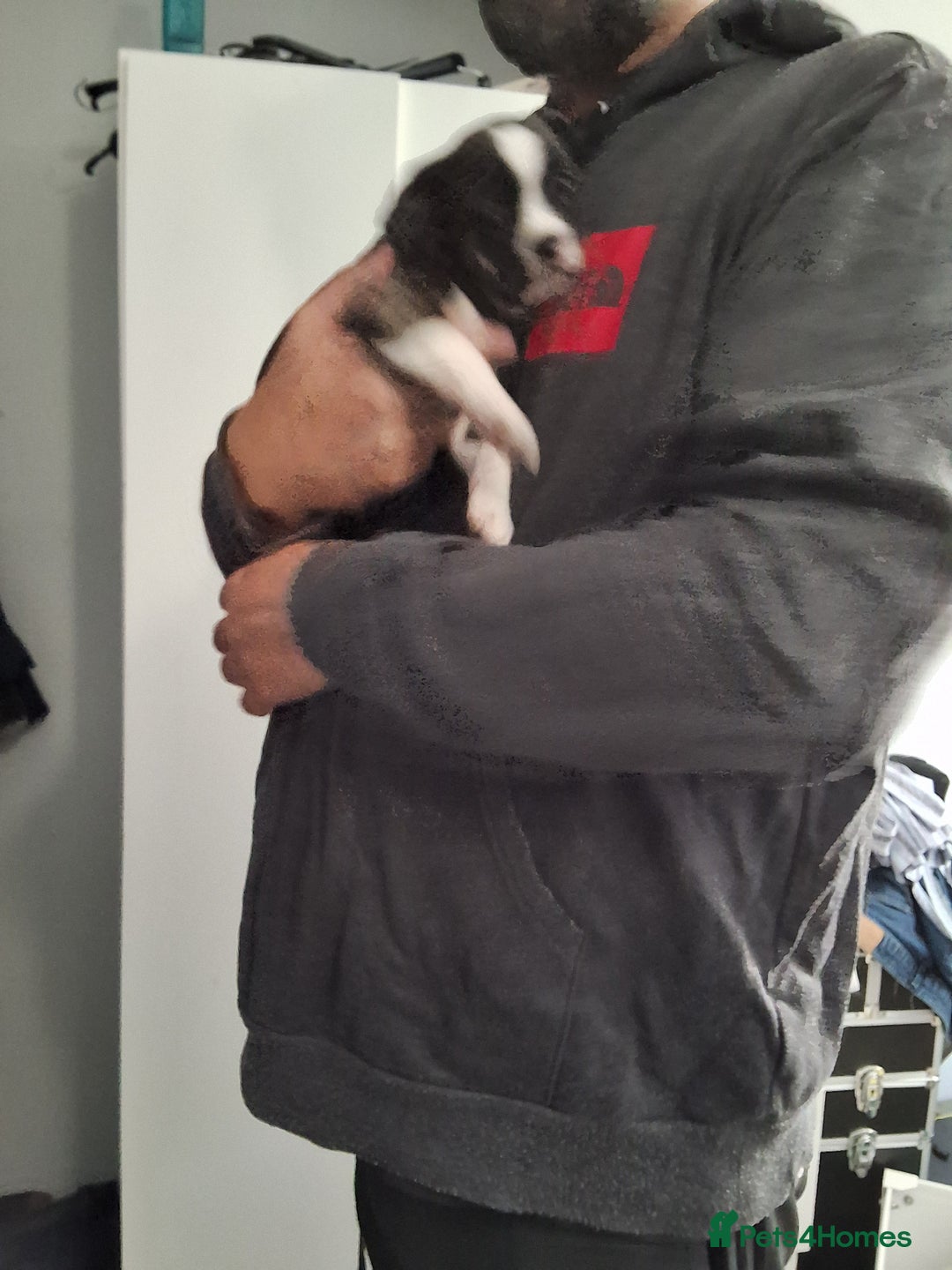 Mixed Breed dogs for sale: Frenchie chihuahua ( bullhuahua) - Image 12