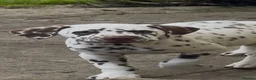Dalmatian dogs for sale: Last girl Dalmatian Pupppy - Advert 8