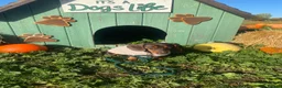 Miniature Dachshund dogs for sale: Male miniture dachshund  - Advert 2
