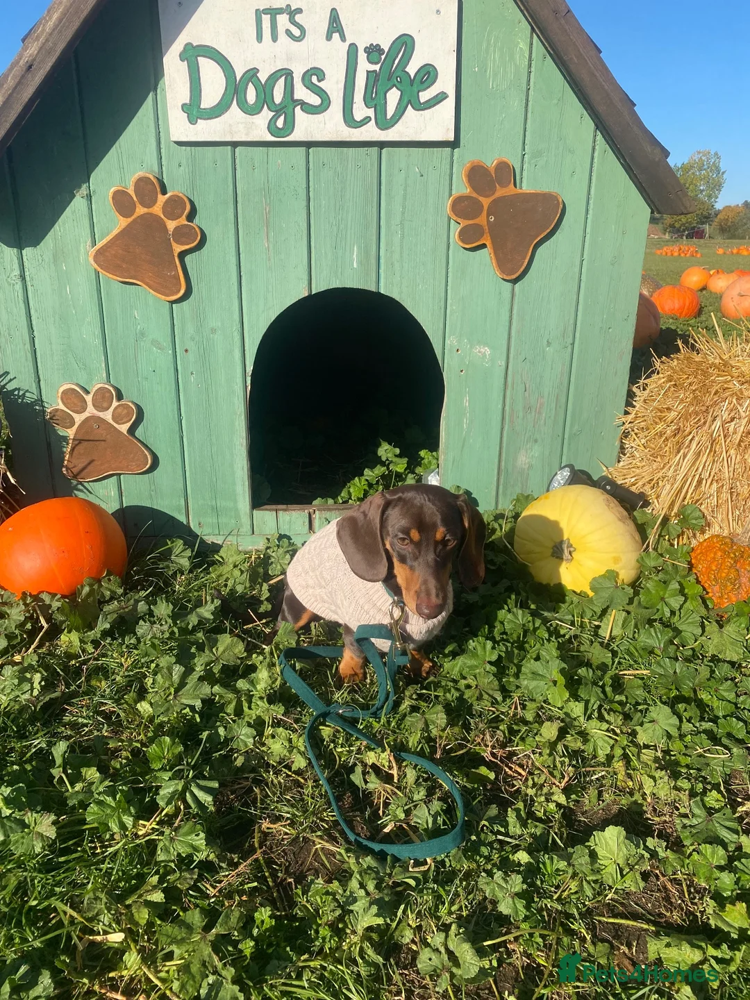 Miniature Dachshund dogs for sale: Male miniture dachshund  - Advert 2