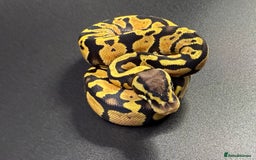 Python Snake reptiles for sale: Beautiful Ball Python Babies - Image 6