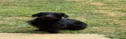 Doxiepoo dogs for sale: Doxiepoo male 18 months  - Advert 1